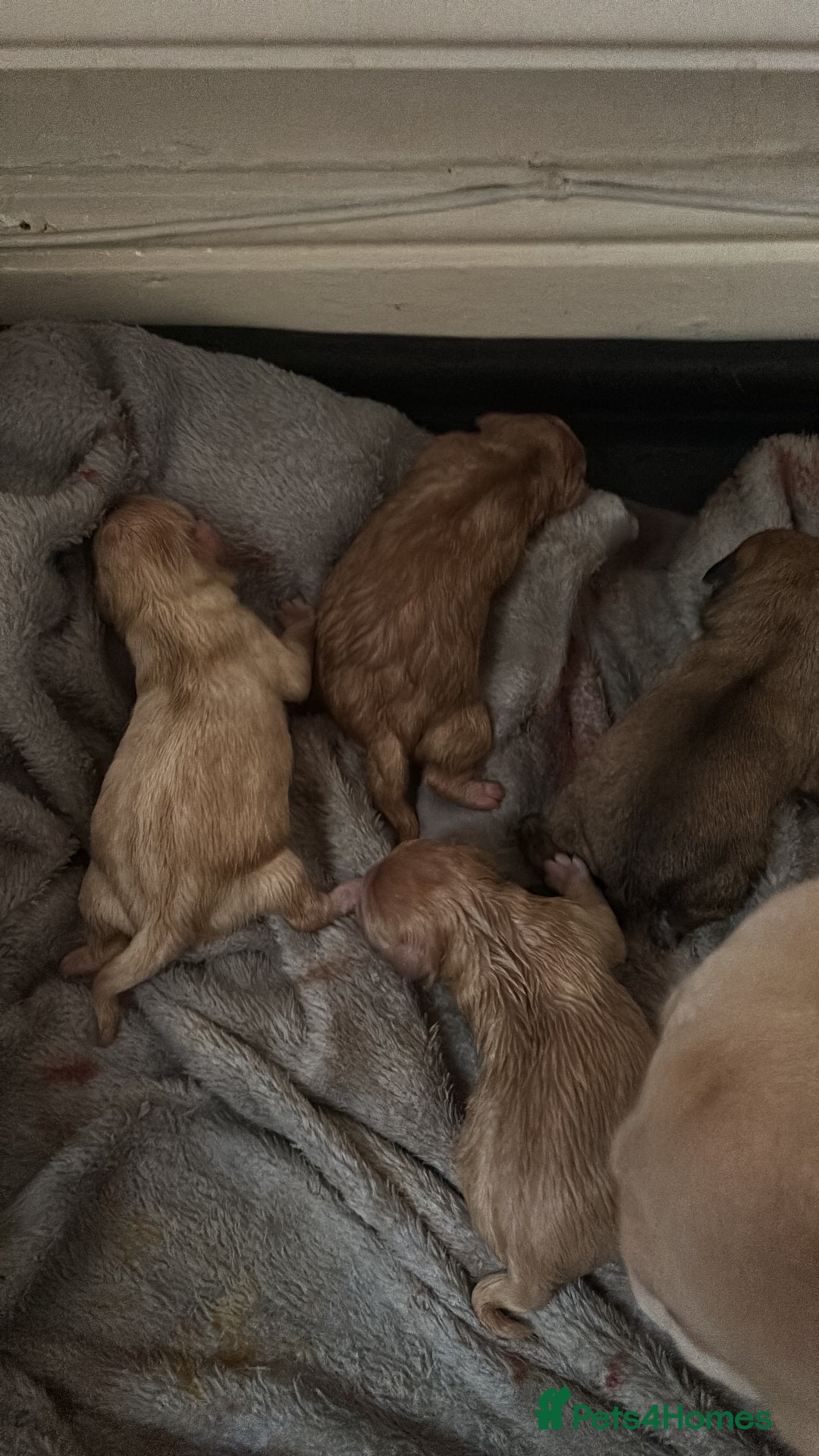 Mixed Breed dogs for sale: Floodles - Advert 8