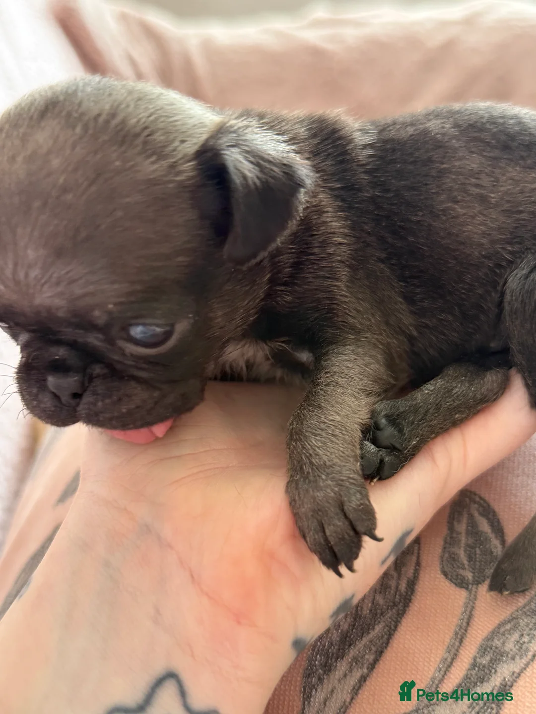 Pug dogs for sale: Beautiful Home-Reared Pug Puppies  Ready 25th June - Advert 2