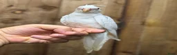 Mixed Breed birds for sale: Baby cocktails  - Advert 4