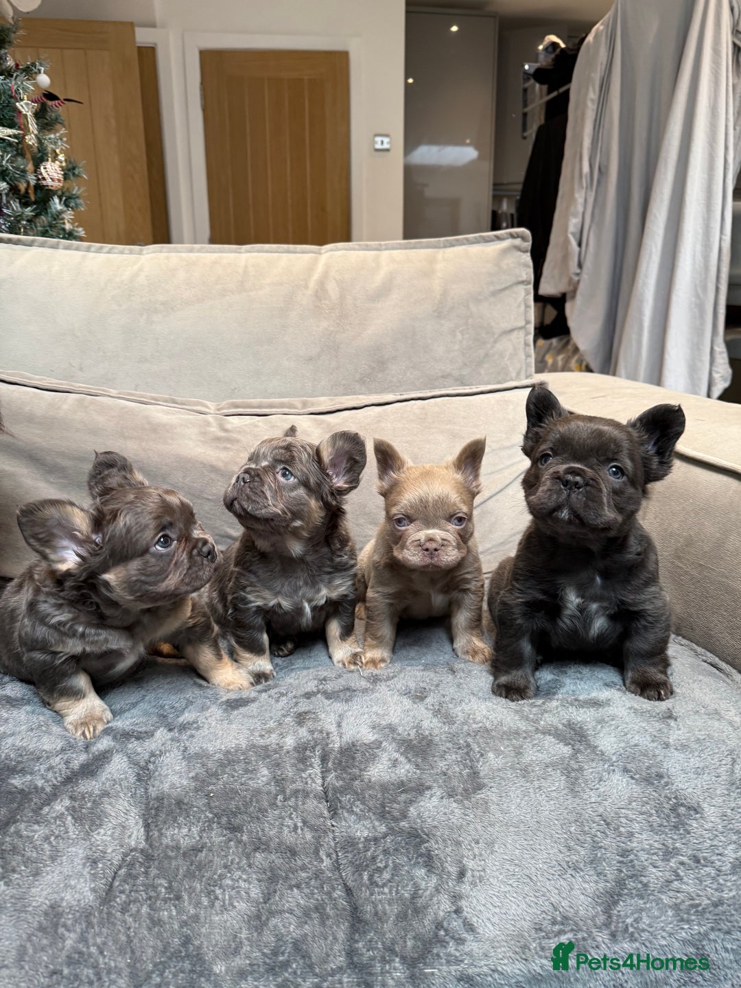 French Bulldog dogs for sale: 8weeks old Fluffy french bulldog puppies - Advert 30