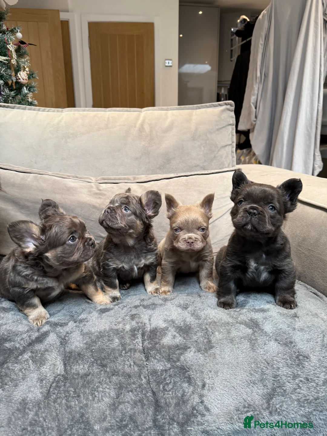 French Bulldog dogs for sale: Fluffy french bulldog puppy new shade  - Advert 13