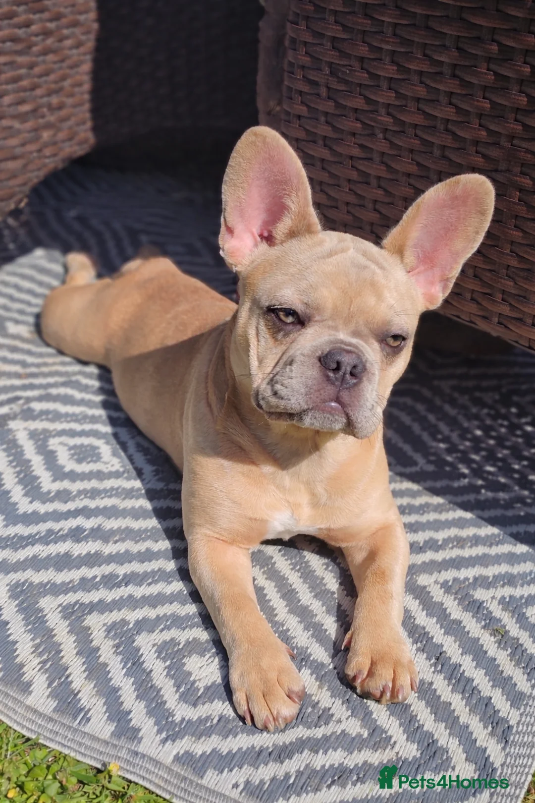 French Bulldog dogs for sale: Beautiful peggy 6month old French bulldog  - Advert 2