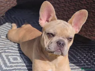 French Bulldog dogs Beautiful peggy 6month old French bulldog - Advert 5