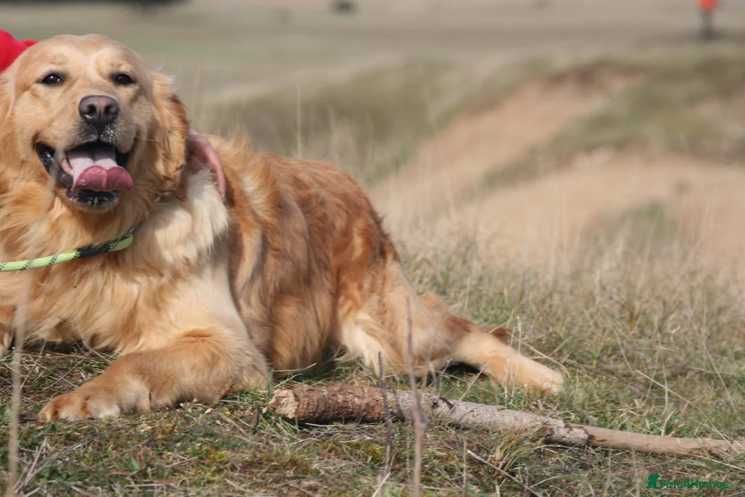 Golden Retriever dogs for sale: 🏆35*GEN RARE DARK SHOW LINE HEATH CERTIFICATED  - Advert 8