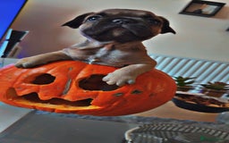 French Bulldog dogs for sale: 3 beautiful french bulldogs  - Image 9