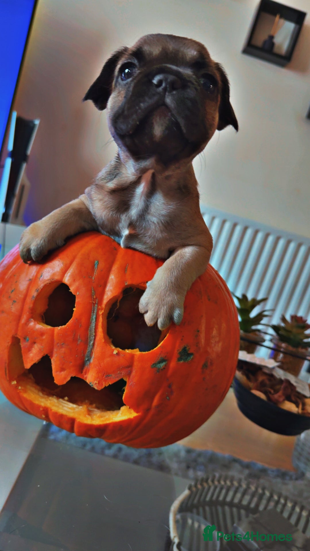 French Bulldog dogs for sale: 3 beautiful french bulldogs  - Image 9