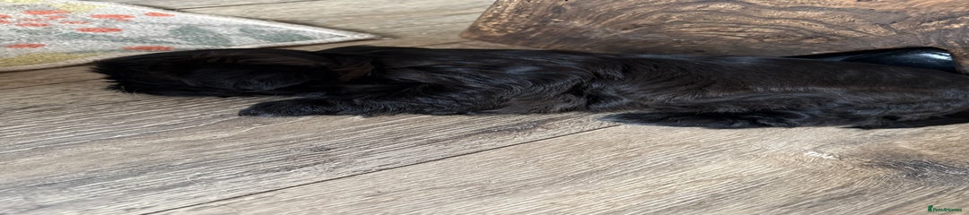 Shih Tzu Puppy 1