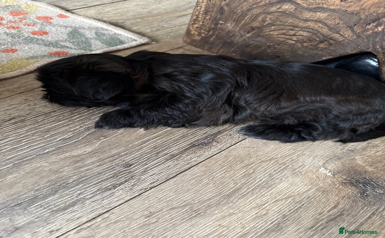 Shih Tzu dogs - Advert 5