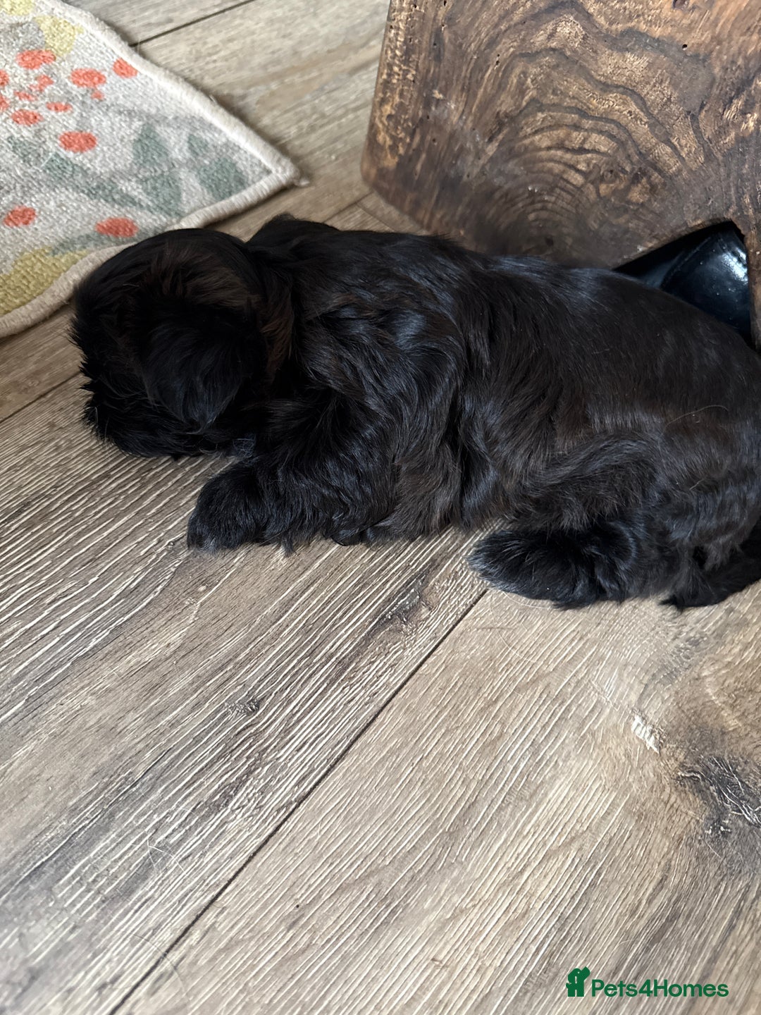 Shih Tzu dogs for sale: Imperial Shih Tzu puppies  - Image 1