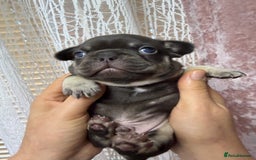 French Bulldog dogs for sale: French bulldog  - Advert 5