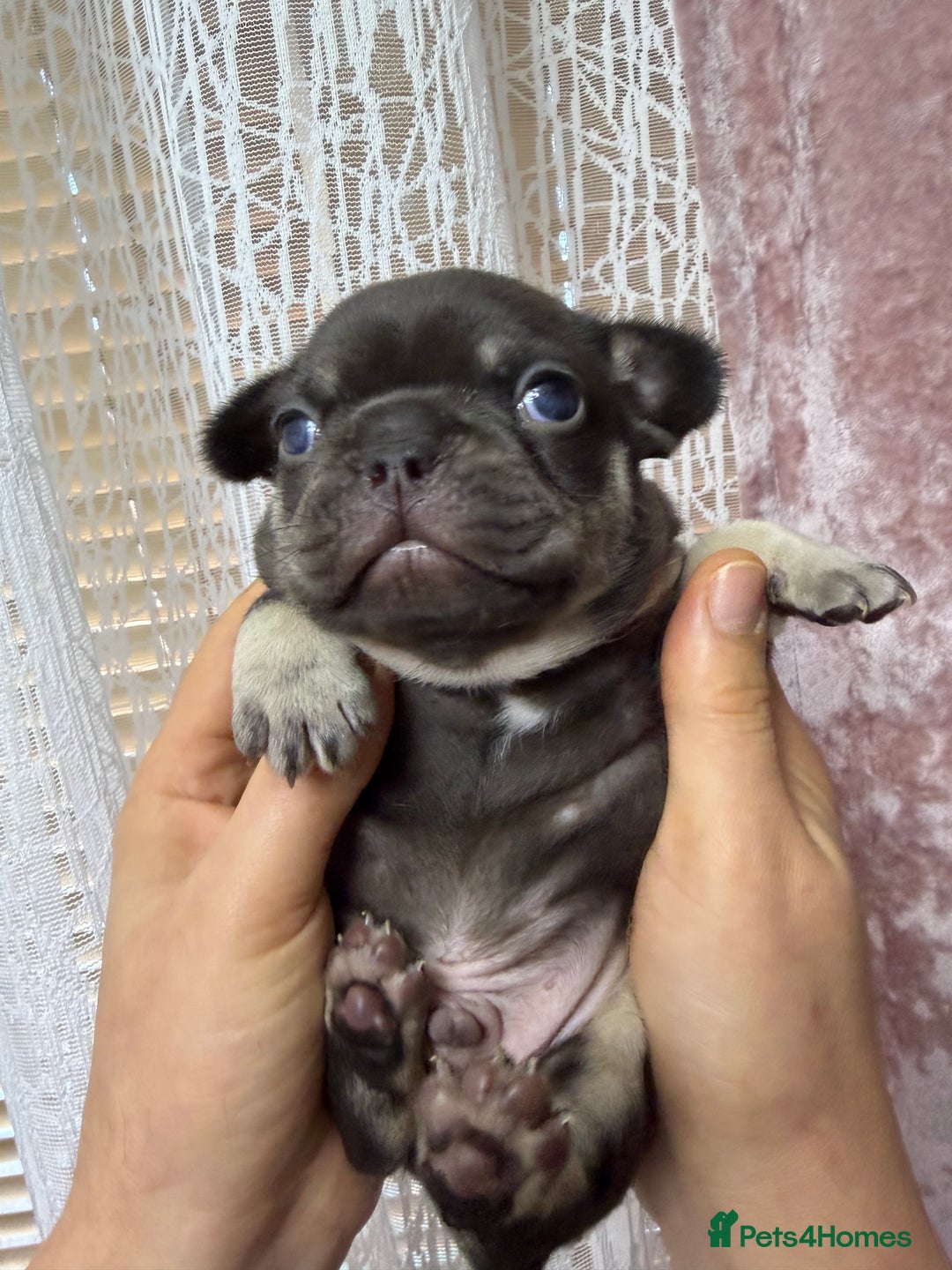 French Bulldog dogs for sale: French bulldog  - Advert 5