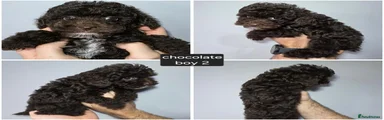 Chocolate boy 2