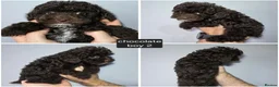 Cockapoo dogs for sale: Chocolate DNA Health Tested Cockapoos  - Advert 2