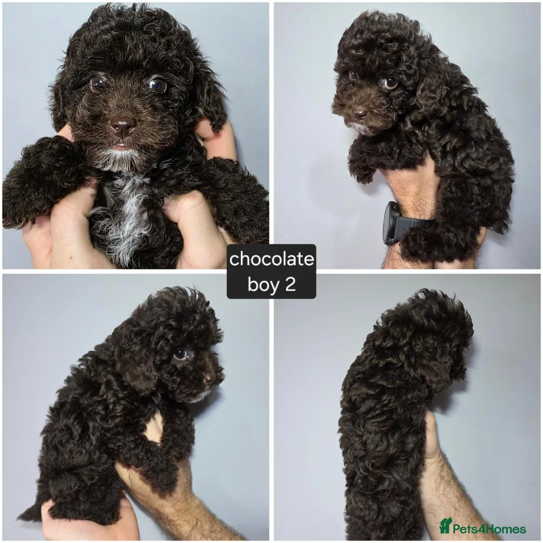 Cockapoo dogs for sale: Chocolate DNA Health Tested Cockapoos  - Advert 2