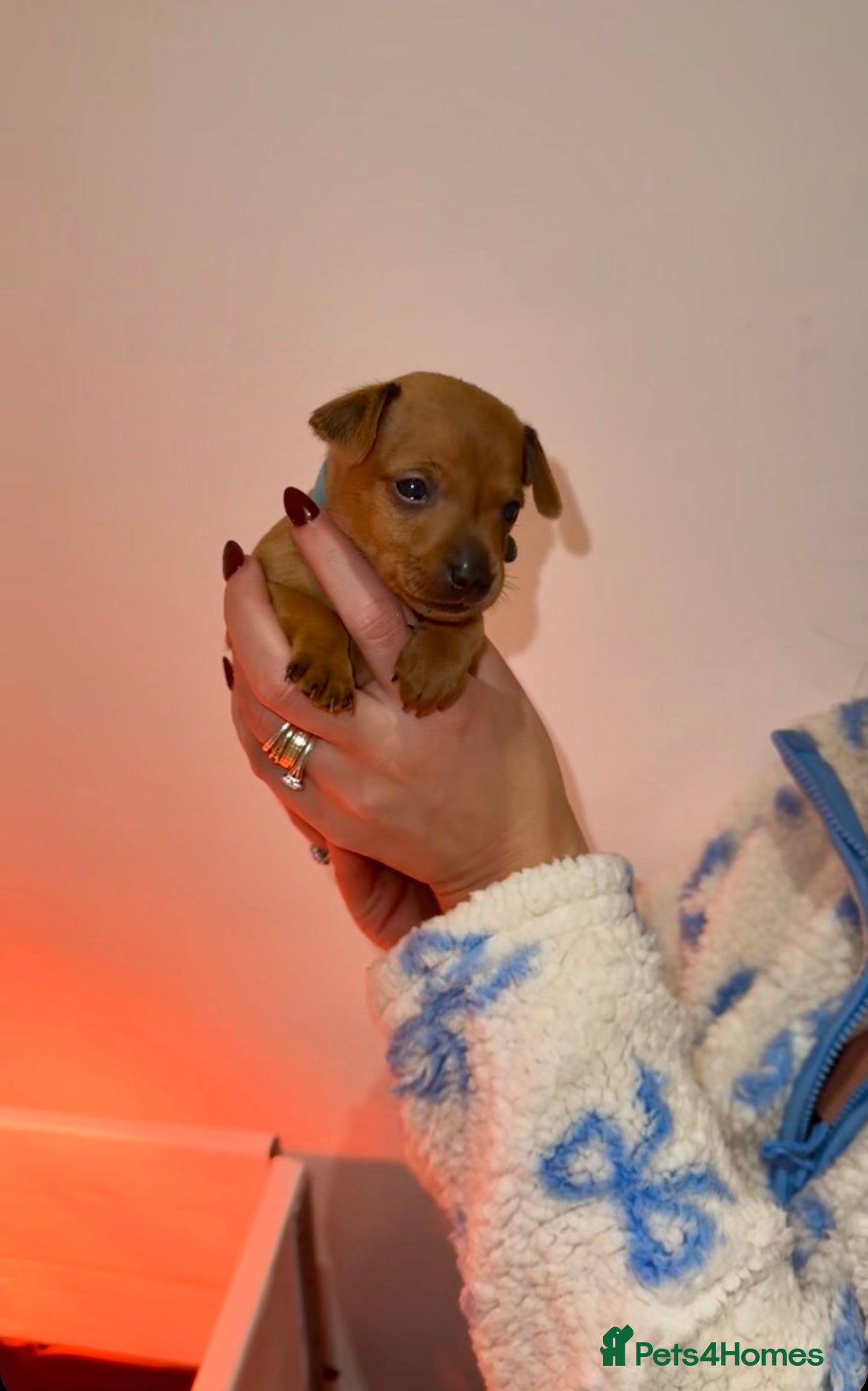 Miniature Pinscher dogs KC Miniature pincher - Advert 3