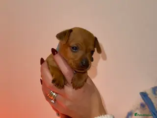 Miniature Pinscher dogs KC Miniature pincher - Advert 3