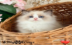 Ragdoll cats for sale: 🐾🩷*TICA REG* LYNX TABBY EU RAGDOLL KITTENS🩵🐾 - Image 23