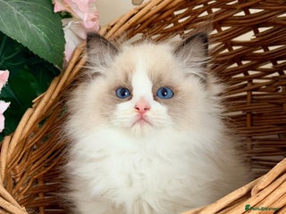 Ragdoll cats 🐾🩷*TICA REG* LYNX TABBY EU RAGDOLL KITTENS🩵🐾 - Advert 5