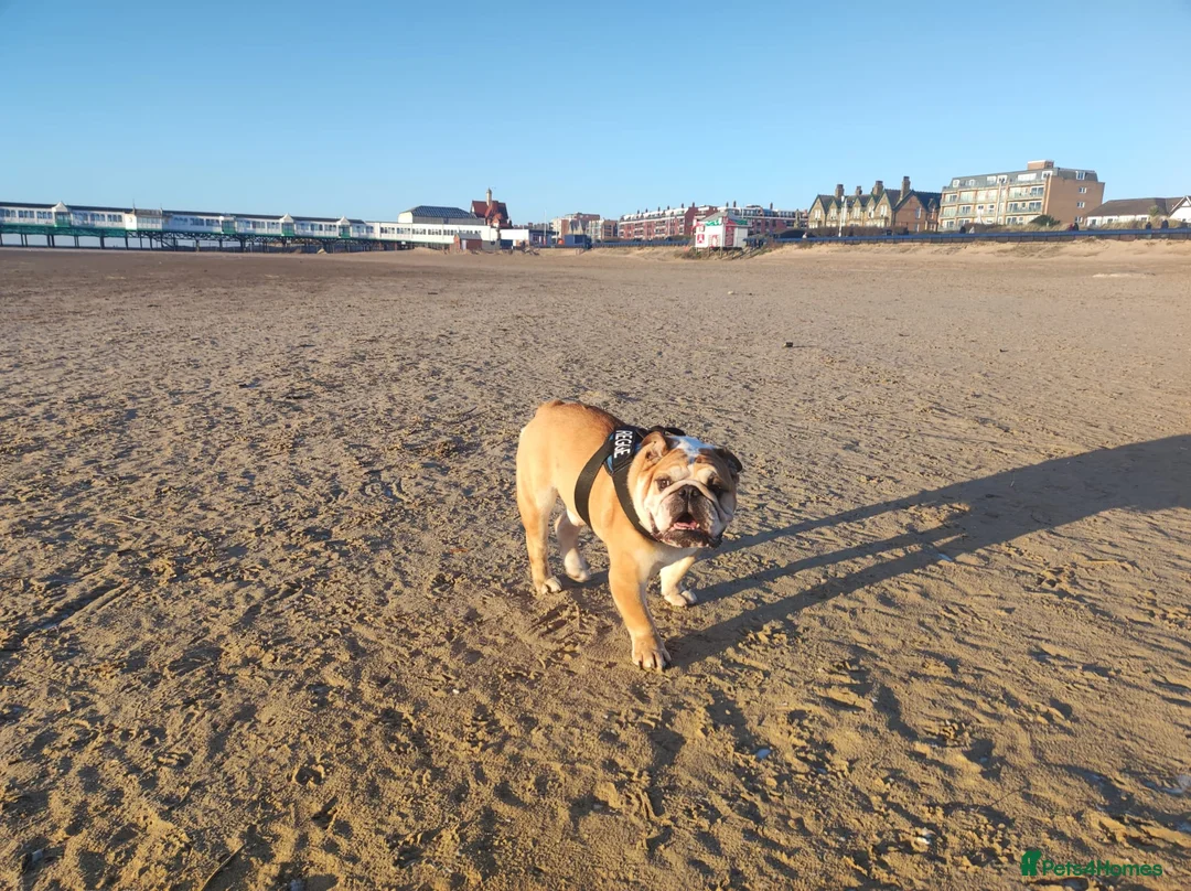 English Bulldog dogs for stud: Very proven English bulldog  in Leigh - Advert 4