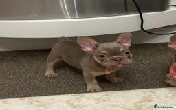 French Bulldog dogs for sale: Kc registered french bulldog puppy’s Isabella  - Image 4