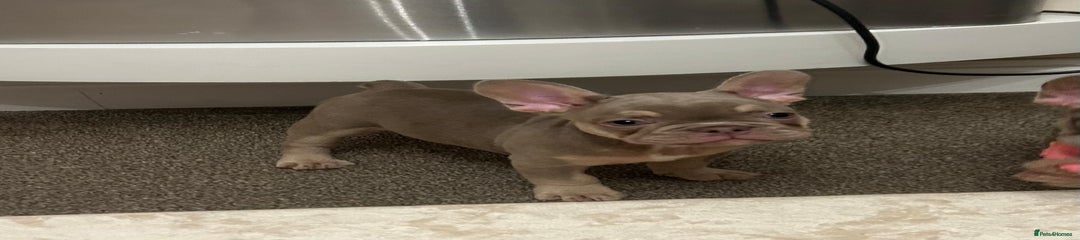 French Bulldog Puppy 8