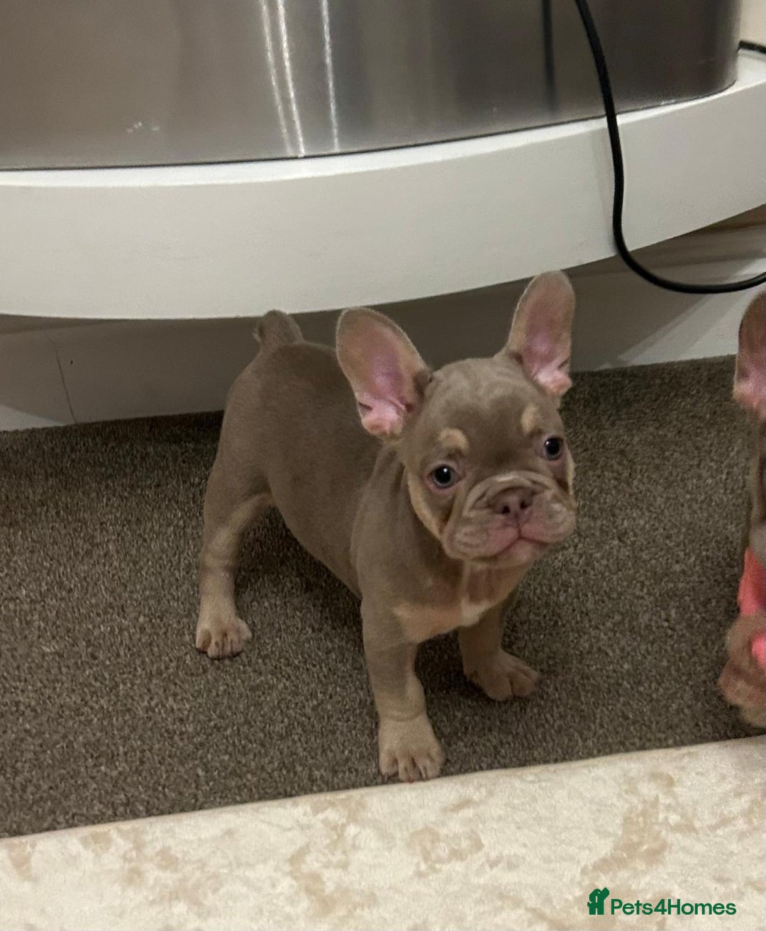 French Bulldog dogs for sale: Kc registered french bulldog puppy’s Isabella  - Image 4
