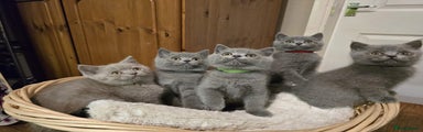 Scottish Fold Kitten 3