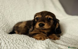 Miniature Dachshund dogs for sale: KC Longhaired Miniature Dachshunds  - Image 1