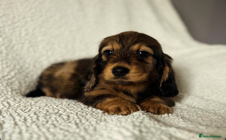 Miniature Dachshund dogs - Advert 3
