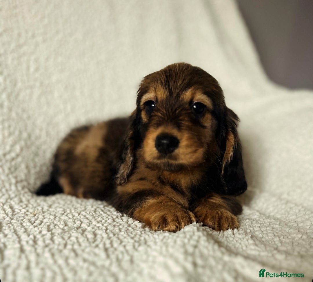 Miniature Dachshund dogs for sale: KC Longhaired Miniature Dachshunds  - Image 1