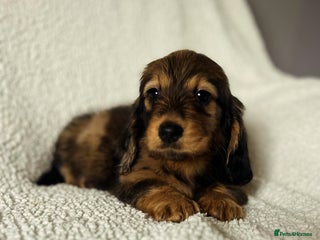 Miniature Dachshund dogs - Advert 1