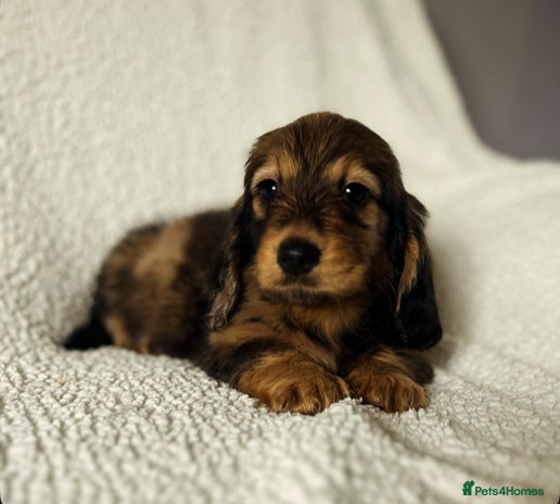 Miniature Dachshund dogs - Advert 1