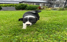 Border Collie dogs for sale: Border collie pups 🐶  - Image 2
