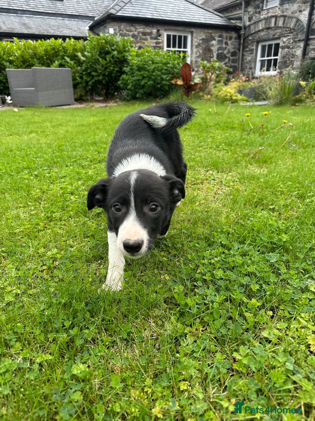 Border Collie dogs for sale: Border collie pups 🐶  - Image 2