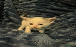 Domestic Shorthair cats for sale: 4 beautiful kittens  - Advert 2