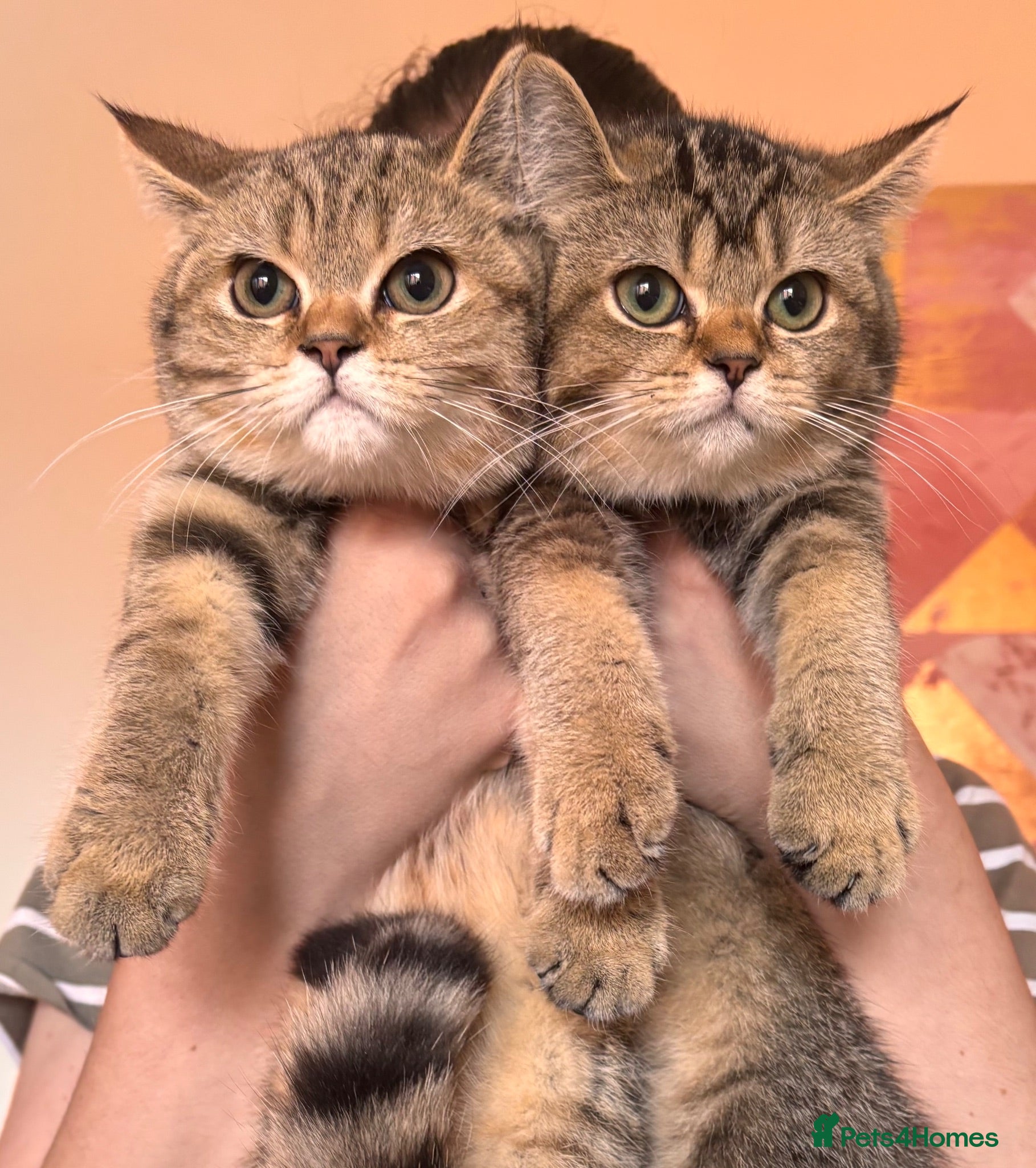British Shorthair cats Beautiful Golden British Shorthair Kittens  - Advert 2