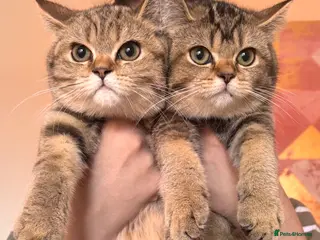British Shorthair cats Beautiful Golden British Shorthair Kittens - Advert 2