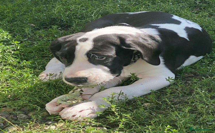 Great Dane dogs - Advert 1