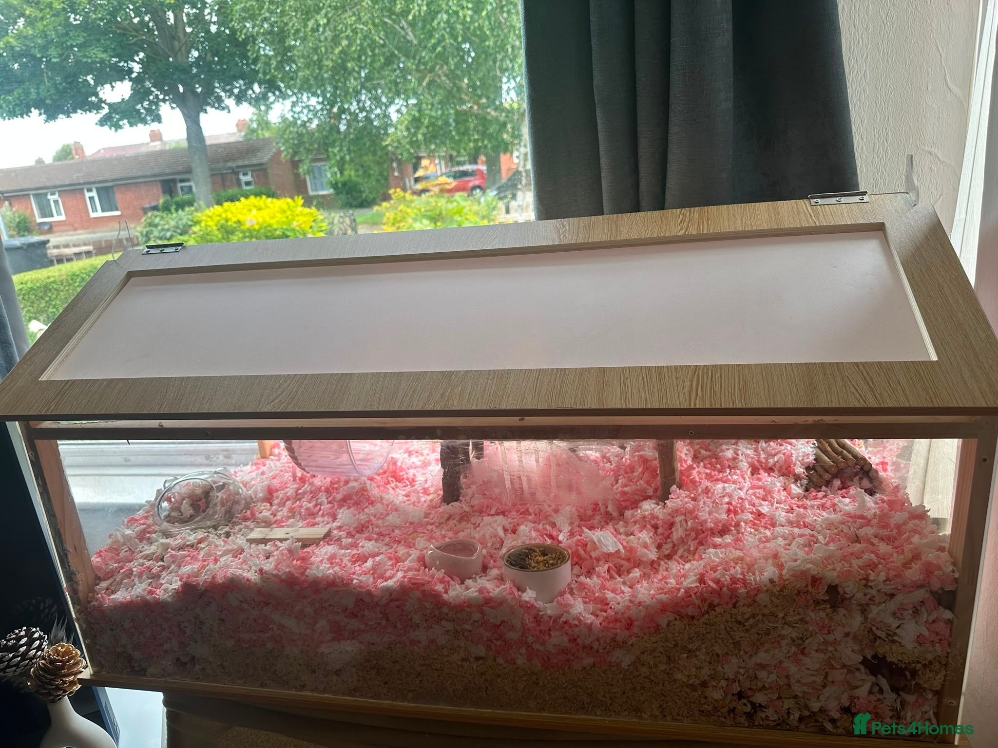 Hamster rodents for sale: WHITE SYRIAN HAMSTER FOR SALE in Hull - Advert 3