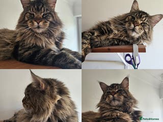 Maine Coon cats Pedigree Maine Coon kittens - Advert 6