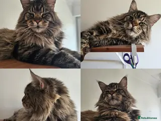 Maine Coon cats Pedigree Maine Coon kittens - Advert 5