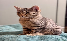 Bengal cats for sale: Incredibly friendly Bengal X Ragdoll - Advert 7