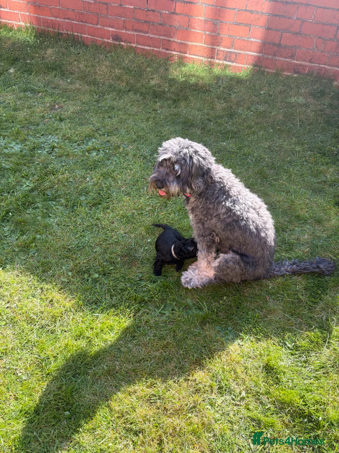 Cockapoo dogs for sale: Ready now black curly cockapoo  - Advert 2