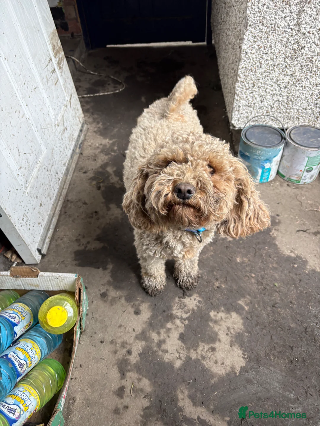 Cavapoochon dogs for sale: Benji 2 year old cavapoochon - Advert 8