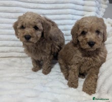 Cavapoo dogs - Advert 13