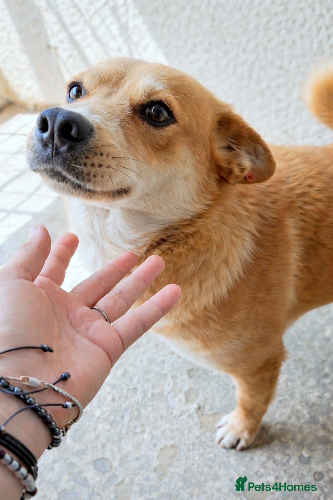 Mixed Breed dogs for adoption: Yumi – a soft heart waiting for love ❤️🐾 - Advert 2