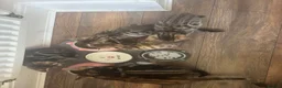 Bengal cats for sale: Kittens ready now  in Cramlington - Advert 15