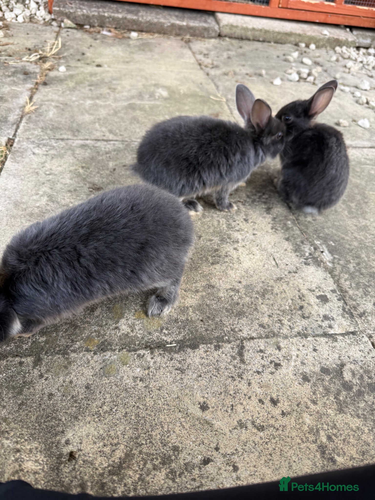 Mixed Breed rabbits Baby rabbits FREE - Advert 2