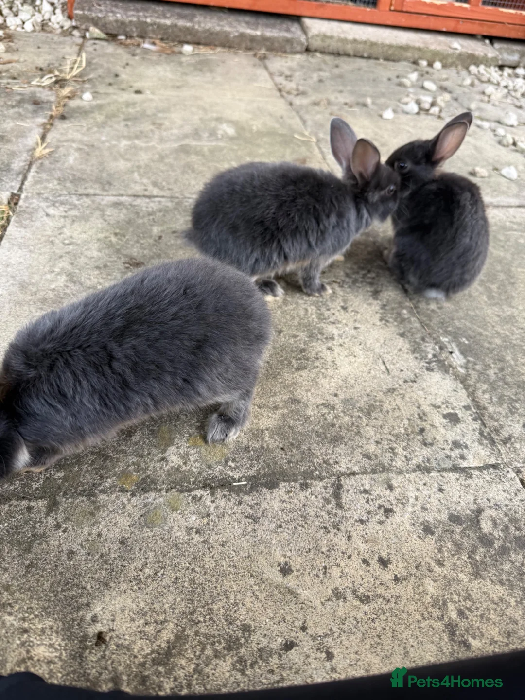 Mixed Breed rabbits for sale: Baby rabbits FREE - Advert 1