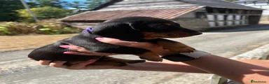 Miniature Dachshund 5